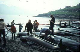図２ Torshavnにある砂浜での捕鯨光景