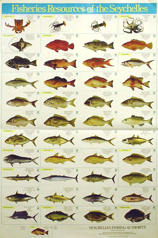 図４ セイシェルで水揚げされる魚